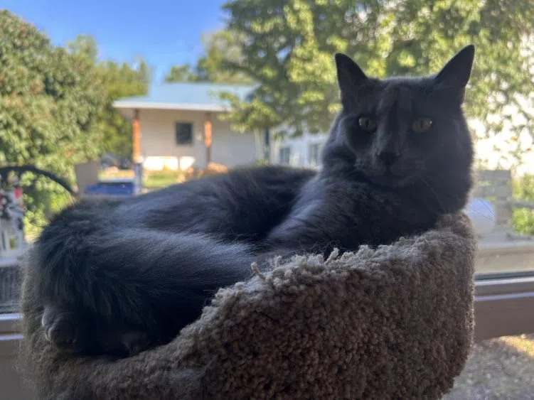 Peggie's Feline Rescue Moving On