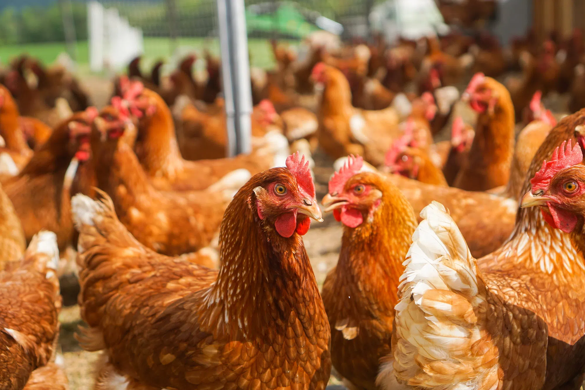 Avian Flu Back In Western Canada