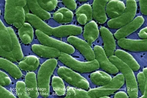 bacteria