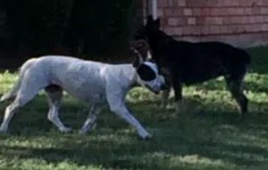 plano-dogs
