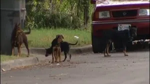 Stray Dogs 1