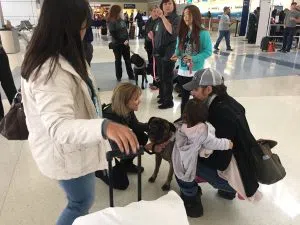 therapy-dog