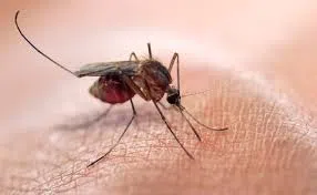 Zika Virus Mosquito 1
