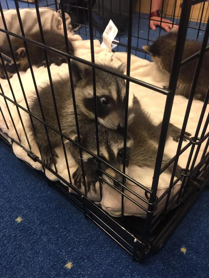 Courtesy of Park Place Motors Grapevine