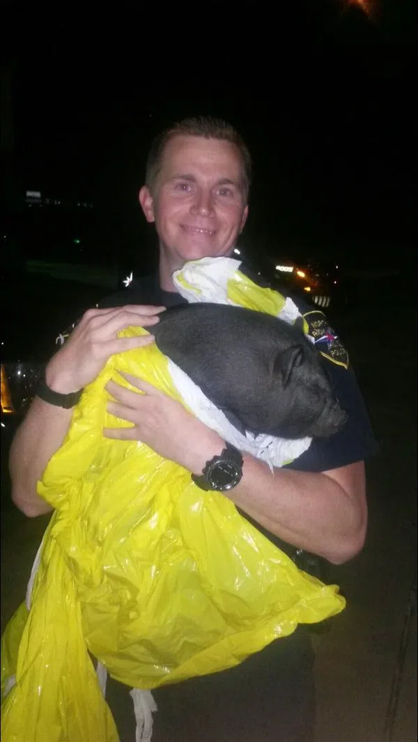 NRH Cop Pig 1