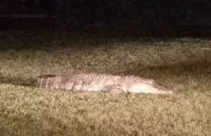 Courtesy of Dallas Police  Gator 1 DPD
