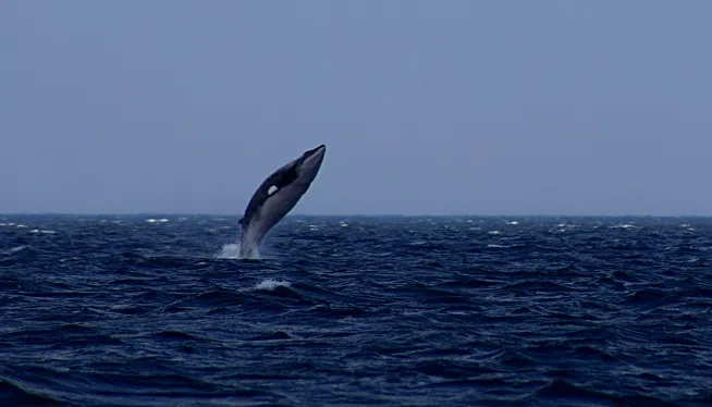 minke whale