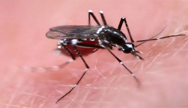 Biotech firm Oxitec is tackling Dengue Fever with genetically modified mosquitos. When the modified male mosquito mates with a female, a deadly transgene is passed on and the offspring dies.