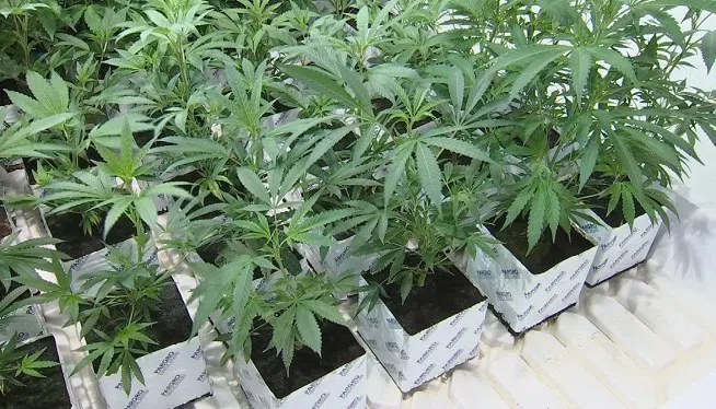 **Embargo: Phoenix, AZ** Legalizing marijuana for recreational use could raise lots of questions for employers and workers.