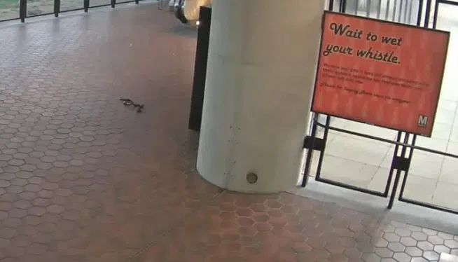 snake