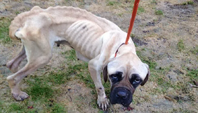 The Humane Society of the United States is offering a reward of up to $5,000 for information leading to the identification, arrest and conviction of the person or persons responsible for starving a Mastiff, named Violet, in Prince Georges County, Maryland.