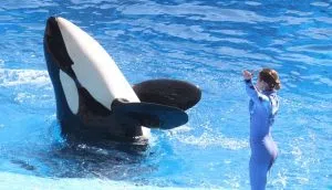SeaWorld's Killer Whale show 'One World' premiered in 2011. The show was unique as trainers did not enter the water with the whales.