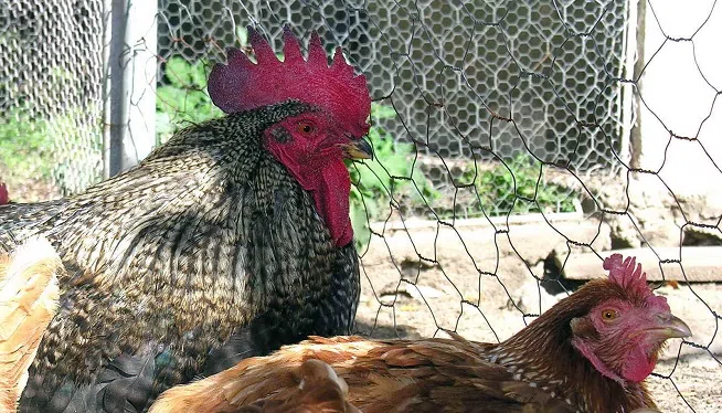 chickens