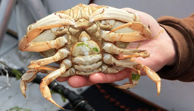 Female Dungeness Crab
