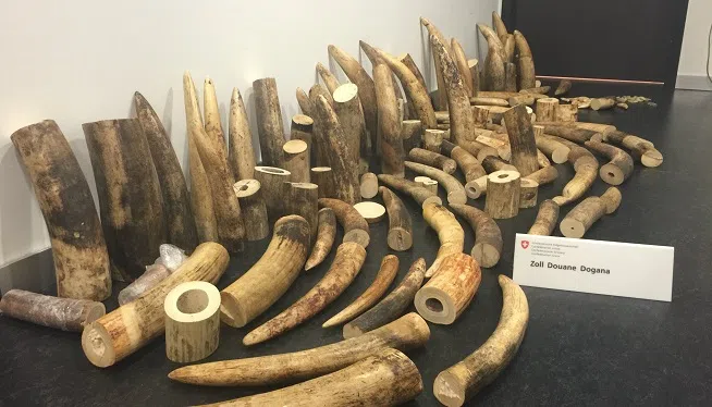 Swiss customs officials seized around 578 pounds of elephant ivory destined for China in a random check on three Chinese passengers at Zurich Airport on July 6, 2015.