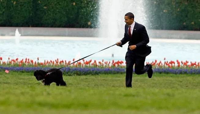 obamadog