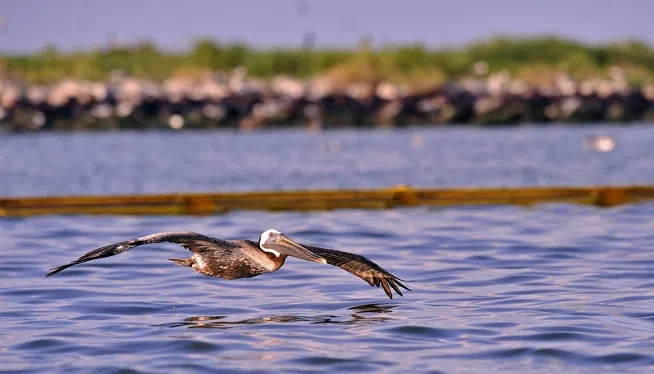 Clean-up in Grand Isle