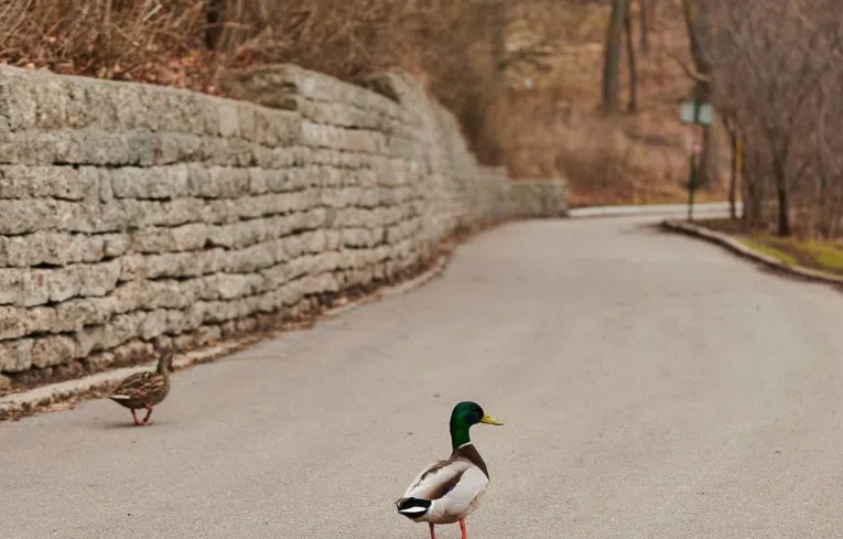 toronto bike trails