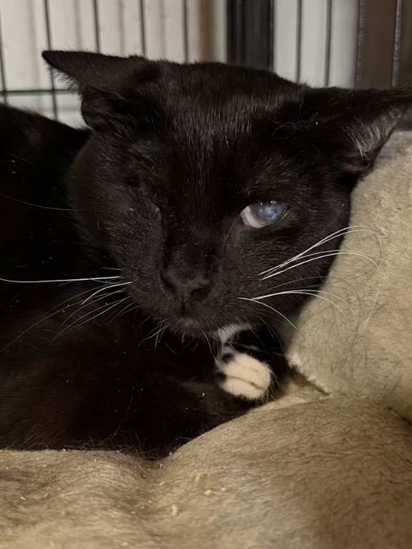 a black and white tuxedo cat with one eye