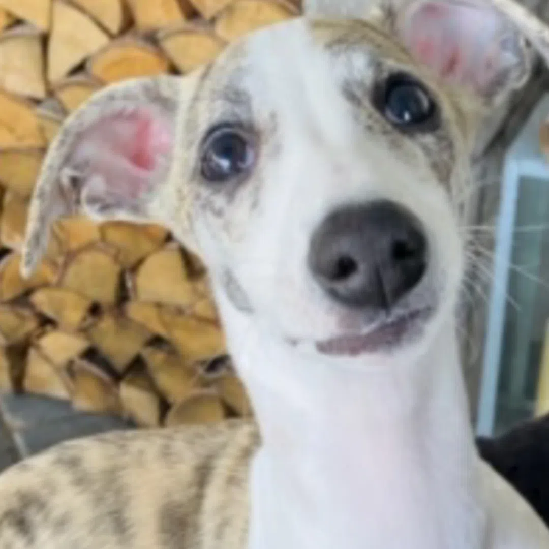 Jay West's Dog Bouchon