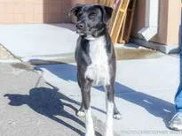 remington