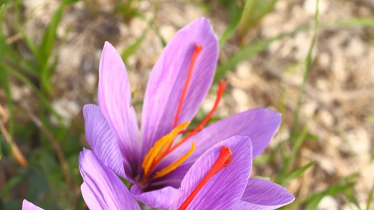 Over $500,000 in USDA Specialty Crop Funding Available for New Mexico Producers