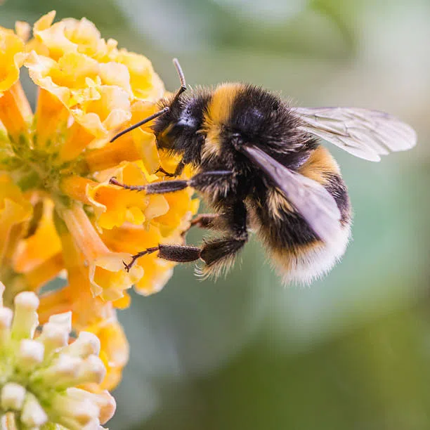 Nationwide Bumble Bee Conservation Plan Could Reshape New Mexico’s Energy and Transportation Landscape