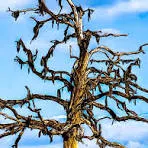 New Mexico trees are stressed