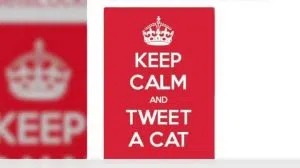 151124025430-belgians-cat-tweets-kinkade-pkg-00012701-exlarge-tease