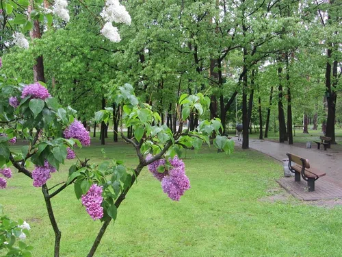 park