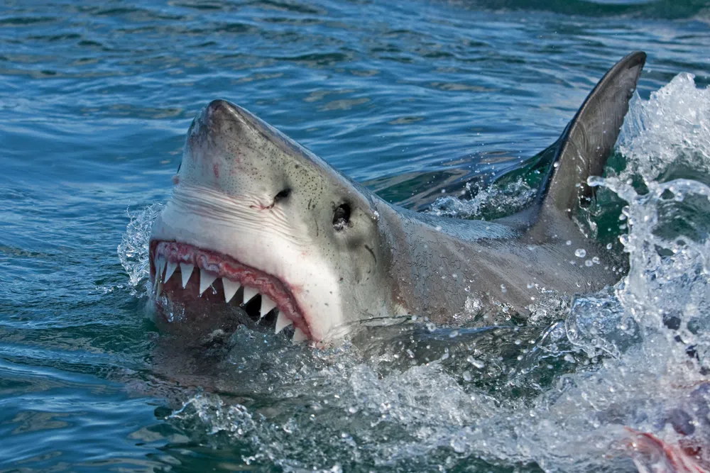 shark