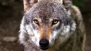 Loose Wolf Makes Its Way To Nevada