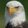 View the profile of "Robert "