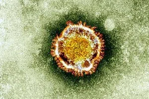 Zika Virus 11