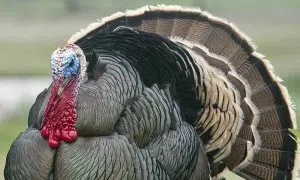 gobble-gobble