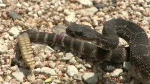 snake