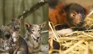 animals