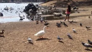 chollas lake
