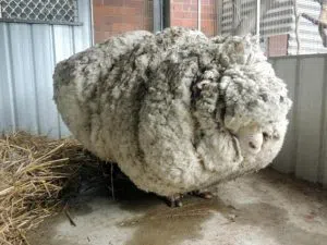 Chris the Sheep