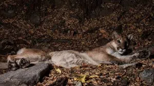 cougar