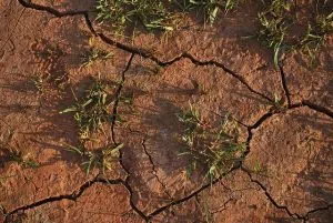 dead grass