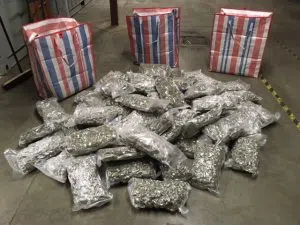 Marijuana Seizure