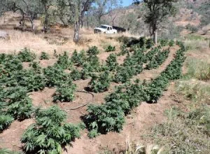 pot grow