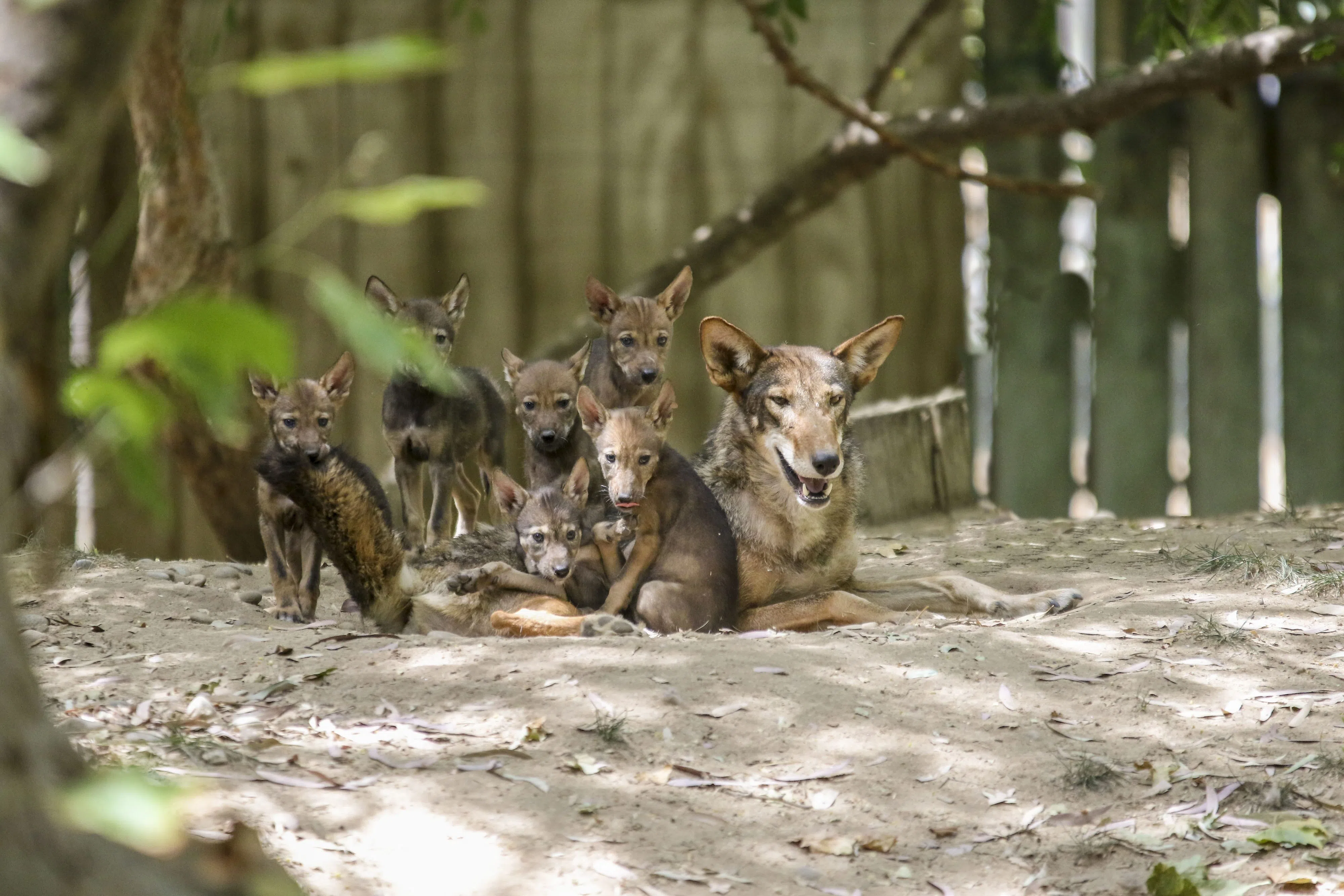Red Wolf