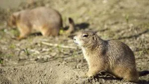 rodents