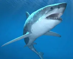 shark-attack