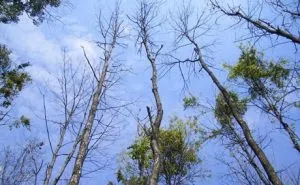 trees