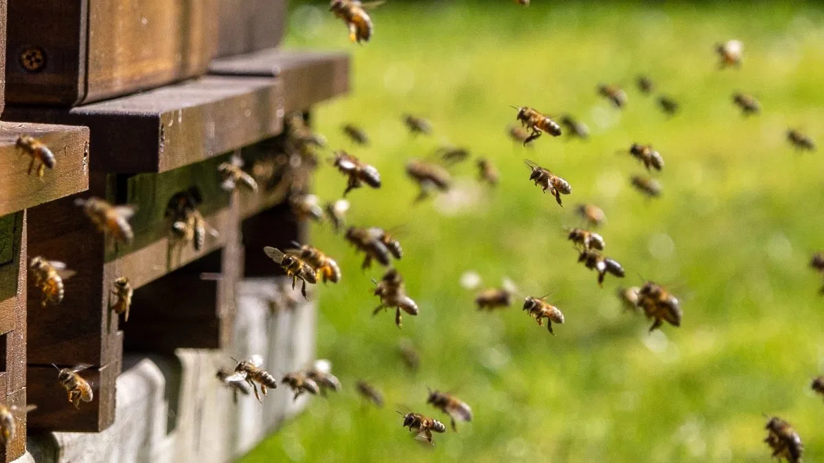 New Bee Strategy Protects Pollinators and the U.S. Honey Market