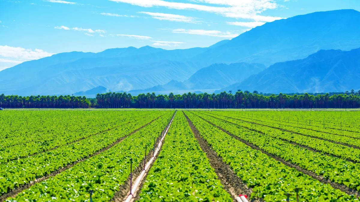 State Senate Bill aims to boost farmworker pay and support agricultural employers