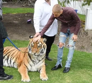 justin-bieber-tiger-58f5eba0-ba54-4600-a935-03554b3c68a4
